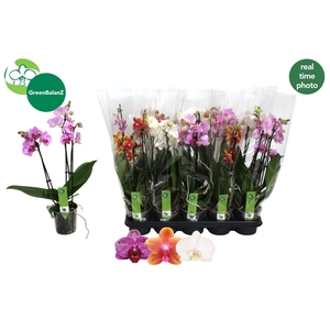 PHAL GEM 3 KL