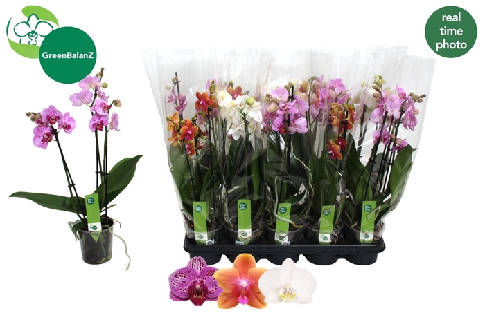 <h4>PHAL GEM 3 KL</h4>