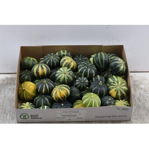 Sier Cuc P Flat Striped X30