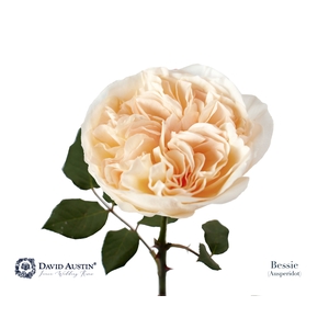 Rosa David Austin Bessie