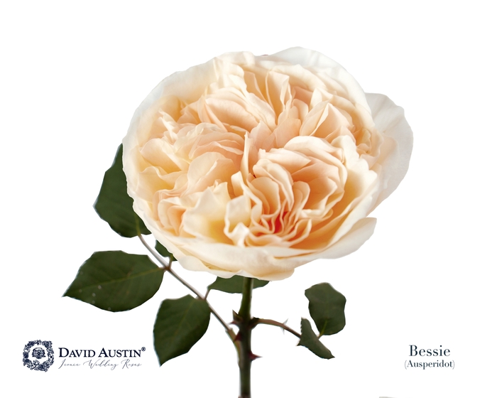 <h4>Rosa David Austin Bessie</h4>