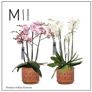 Mimesis Phal. Marvellous Mix - 50+ flowers 17cm in Vanja Ceramic