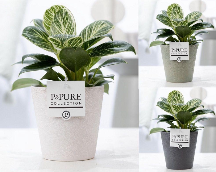 <h4>Philodendron White Wave in P&PURE Ruby ceramics ass.3</h4>