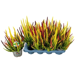 CALLU SKYLINE TRIO G
