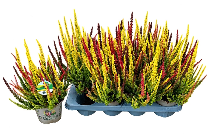 <h4>CALLU SKYLINE TRIO G</h4>
