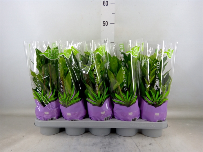 <h4>Zamioculcas zamiifolia</h4>