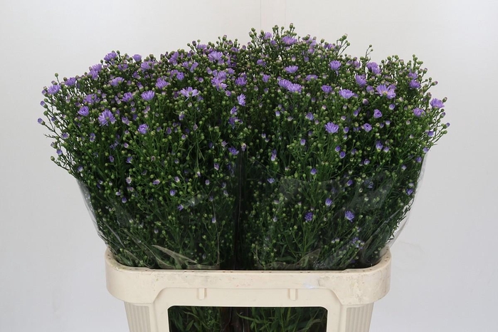 <h4>Aster Cassandra</h4>