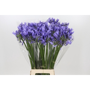 Agapanthus Blue Heaven