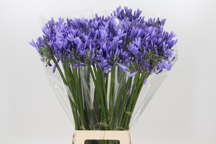 <h4>Agapanthus Blue Heaven</h4>