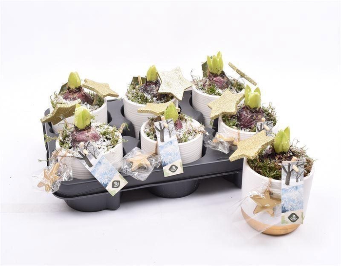 <h4>ARR HYACINTH</h4>