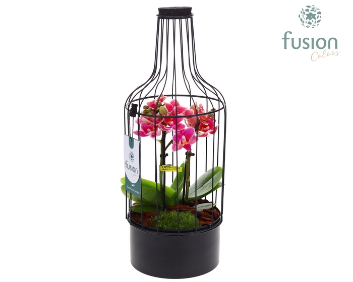 <h4>Metaal fles zwart Medium met Phalaenopsis</h4>