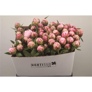 Paeo L Sarah Bernhard Pink Ex