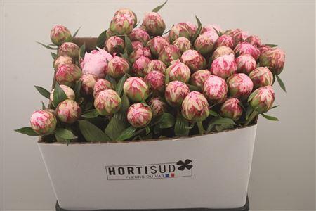 <h4>Paeo L Sarah Bernhard Pink Ex</h4>