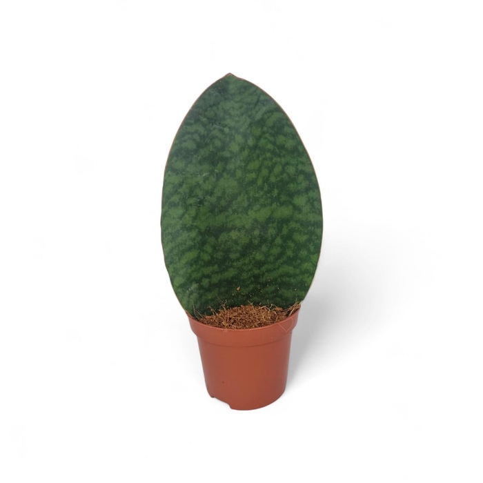 <h4>Sansevieria Whale Fin 9 cm</h4>