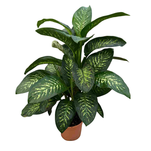 Dieffenbachia overig gemengd