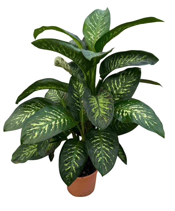 <h4>Dieffenbachia overig gemengd</h4>