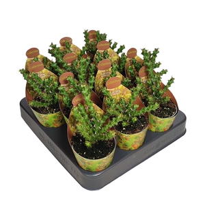 EUPHORBIA LENEWTONII- POT Ø 6,5 - COLLECTION WITH POTCOVER (SUCCULENTEN)