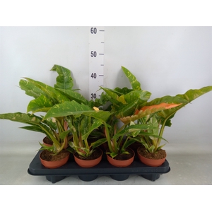 Philodendron  'Ring of Fire'