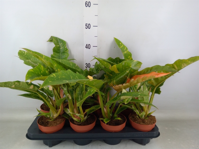 <h4>Philodendron  'Ring of Fire'</h4>