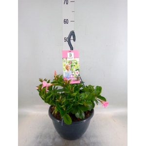 Mandevilla am. 'Sundav Cream Pink'