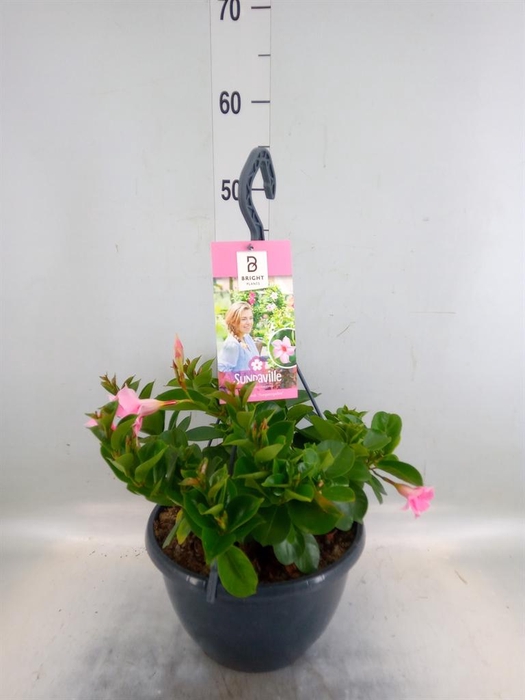 <h4>Mandevilla am. 'Sundav Cream Pink'</h4>