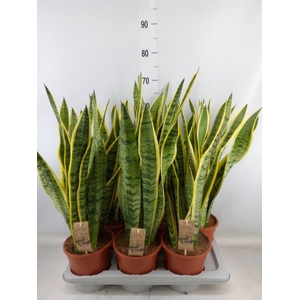 Sansevieria trifa. 'Laurentii'