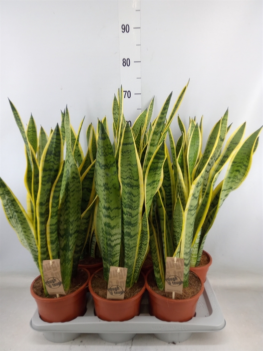 <h4>Sansevieria trifa. 'Laurentii'</h4>