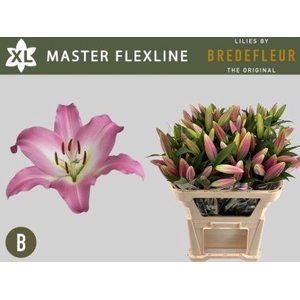 LI OT MASTER FLEXLINE