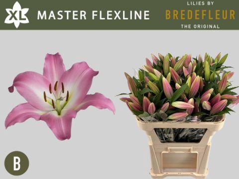 <h4>LI OT MASTER FLEXLINE</h4>