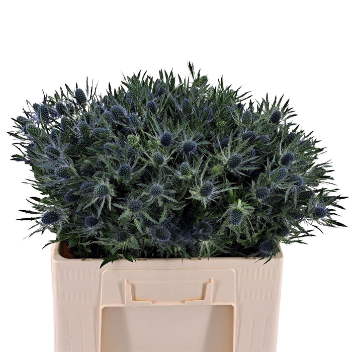 <h4>Eryngium Blue Lagoon</h4>
