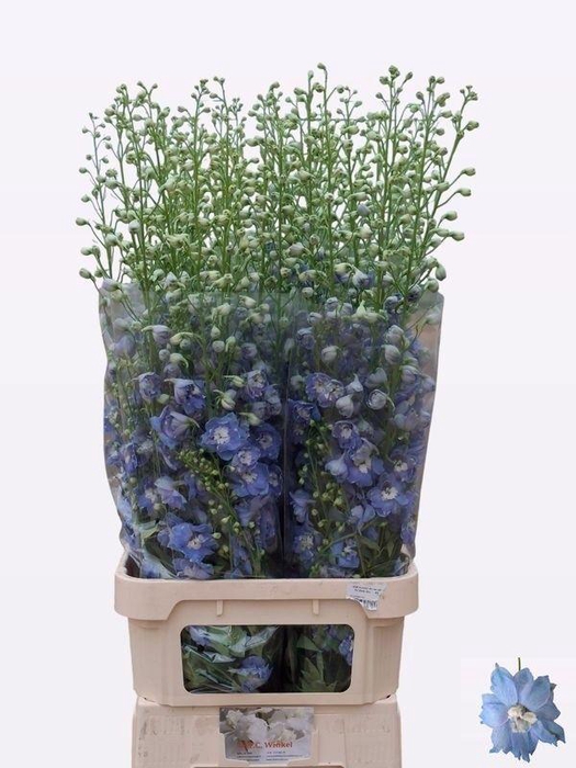 <h4>DELPH DU AUR L BLUE</h4>