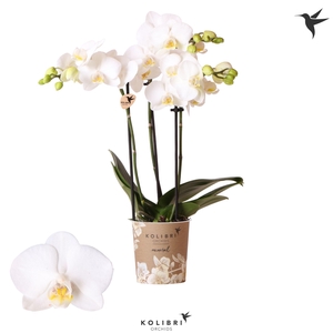 Kolibri Orchids Phalaenopsis Sweden 3 spike