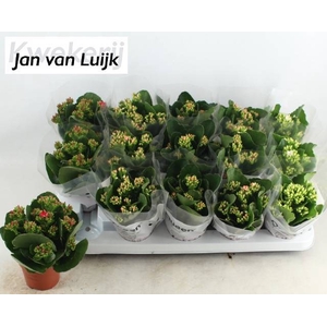 KALANCHOE LUIJK MIX P9