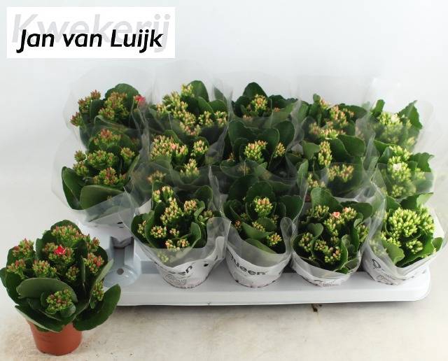 <h4>KALANCHOE LUIJK MIX P9</h4>