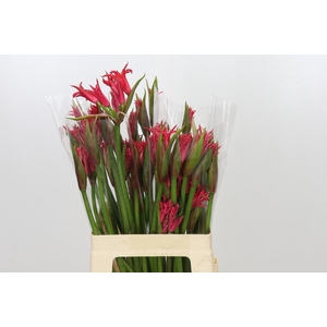 Nerine Amor
