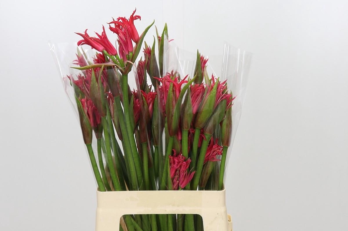 <h4>Nerine Amor</h4>