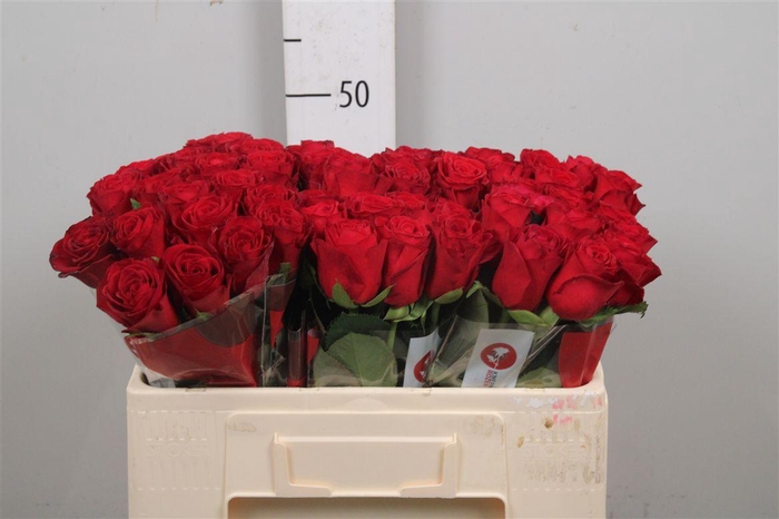 <h4>R Gr Revolution</h4>