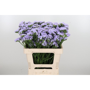 Limonium Donau Birds