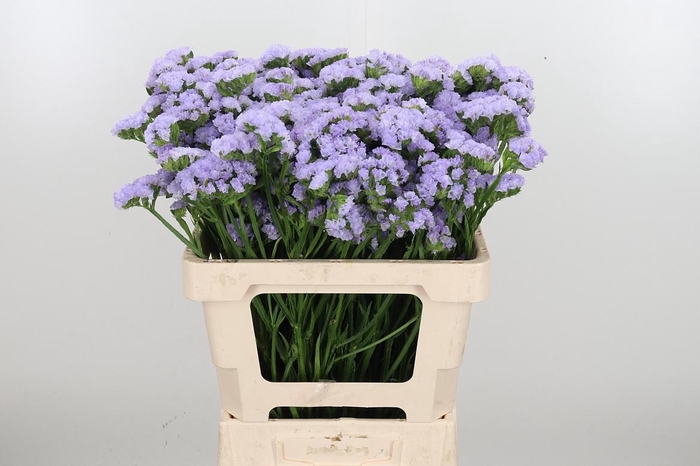 <h4>Limonium Donau Birds</h4>