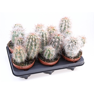 Cactus oreocereus celsianus