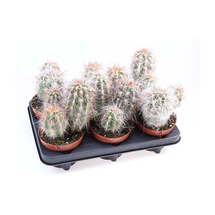 <h4>Cactus oreocereus celsianus</h4>