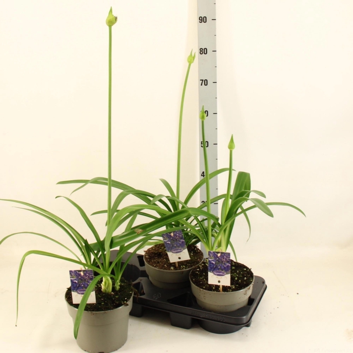 <h4>AGAPA BIG BLUE</h4>