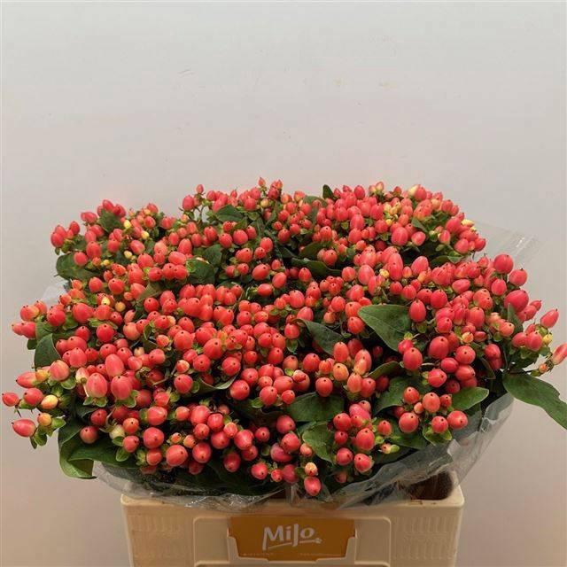 <h4>HYP MAG ROY PRINCESS</h4>