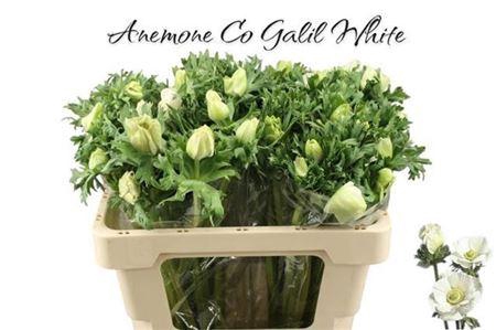 <h4>Anem Co Galil Wit</h4>