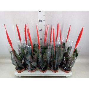Vriesea  'Era'