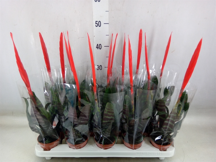 <h4>Vriesea  'Era'</h4>