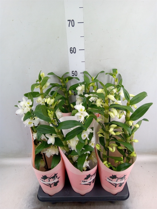 <h4>Dendrobium nob. 'StarCla Apollon'</h4>