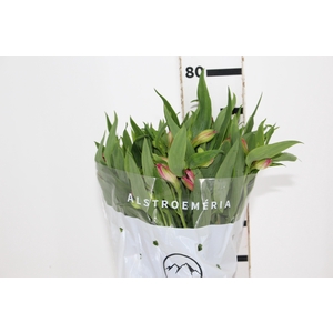 ALSTROEMERIA NIKITA 080 CM