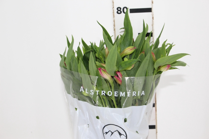 <h4>ALSTROEMERIA NIKITA 080 CM</h4>