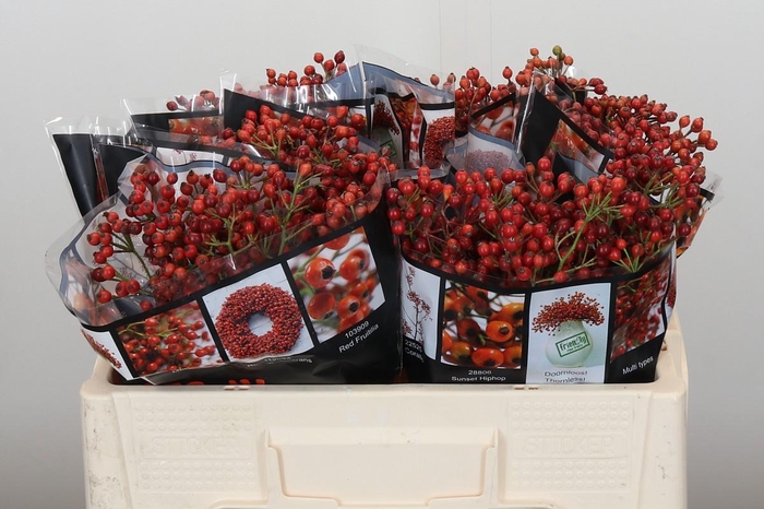 Rozenbottel Autumn Rosefruits